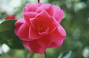 Monica: Camellia