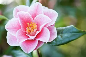 Camellia: Camellia