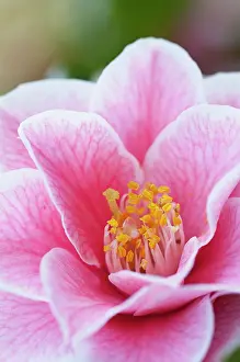 Camellia: Camellia