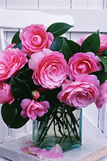 Camellia: Camellia