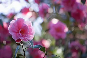 Marriage: Camellia