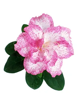 Camellia: Camellia