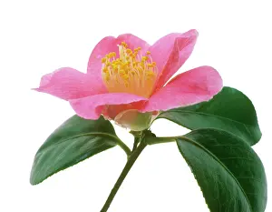 Camellia: Camellia