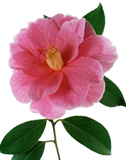 Camellia: Camellia