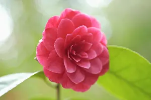 Geometrical: Camellia