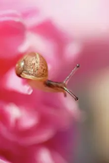 Poise: Camellia
