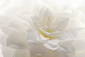 Camellia: Camellia