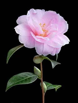 Camellia: Camellia