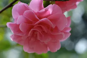 Opulent: Camellia