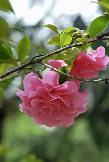 Camellia: Camellia
