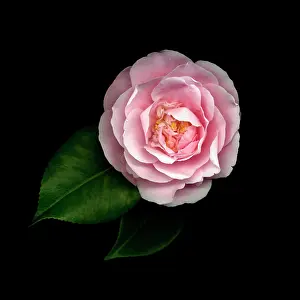 Opulent: Camellia
