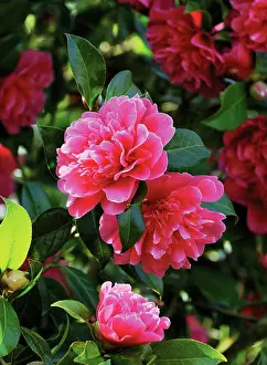 Camellia: Camellia