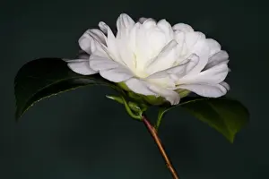 Sympathy: Camellia