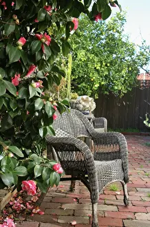 Courtyard: Camellia