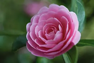 Exquisite: Camellia