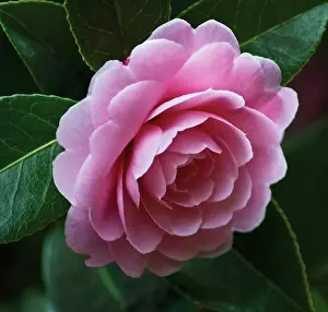 Exquisite: Camellia