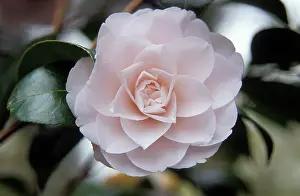 Fragile: Camellia