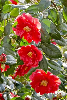 170519: Camellia Adolphe Audusson in bloom in a garden