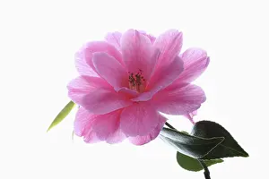 020617: Camellia, Camellia cultivar, Pink subject, White