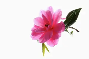 020617: Camellia, Camellia cultivar, Pink subject, White