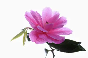 020617: Camellia, Camellia cultivar, Pink subject, White
