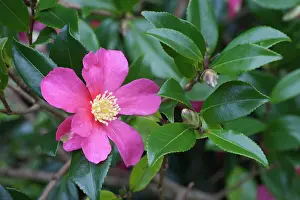 020617: Camellia, Camellia sasanqua Crimson King, Pink