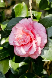 170519: Camellia Can Can in bloom in a garden