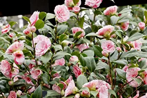 Theaceae: Camellia Clotilde in bloom in a garden