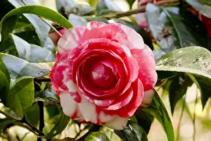Conte: Camellia Conte Bouturlin in bloom in a garden