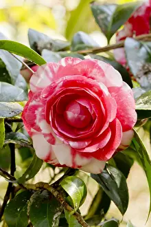 Conte: Camellia Conte Bouturlin in bloom in a garden