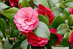 Camellia Hippolyte Thoby in bloom in a garden