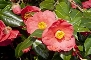 Jupiter: Camellia Jupiter in bloom in a garden