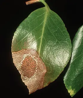 Chlorosis: Camellia leaf spot