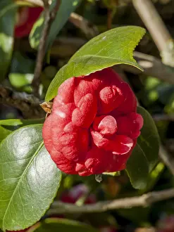 Theaceae: Camellia Margherita Coleoni in bloom in a garden