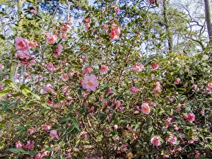 Phoebe: Camellia Mary Phoebe Taylor in bloom in a garden