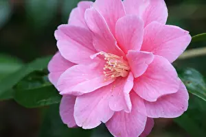 Camellia: Camellia Maud Messel, Close view of one open double