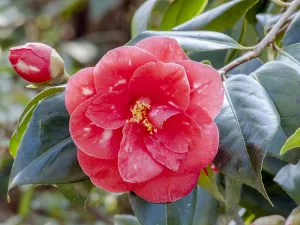 Theaceae: Camellia Me Picouline in bloom in a garden