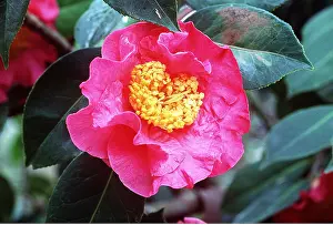 Kallen Marc Ferrero: CAMELLIA - pink