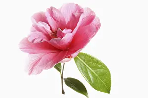 Stamen: Camellia, Single pink camellia flower with leaves