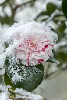 Camellia: Camellia - Snow - Cornwall - UK