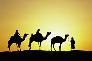 Guiding: Camels and camel driver silhouetted at sunset