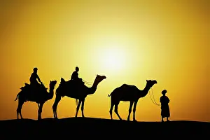 Guiding: Camels and camel driver silhouetted at sunset