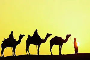 Guiding: Camels and camel driver silhouetted at sunset
