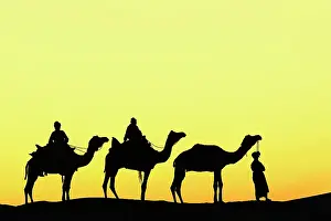 Guiding: Camels and camel driver silhouetted at sunset