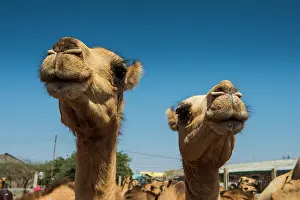 Camels: Camels on the Camel market, Hargeisa, Somaliland