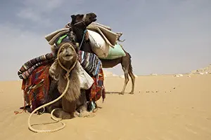 Ropes: Camels harnessed lying in the white desert Egypt