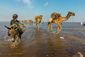 Camels: Camels loaded with rock salt plates walk through