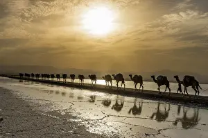 Camels: Camels loaded with rock salt plates walk through