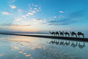 Camels: Camels loaded with rock salt slabs walk at sunset