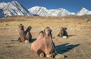 Camels: Camels lying on the ground, Bactrian camels (Camelus